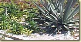 aloes