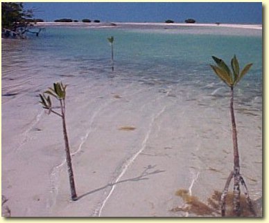 Cayo Alcatraz landscape