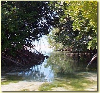 Cayo Alcatraz landscape