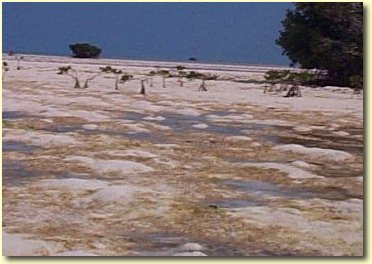 Cayo Alcatraz landscape