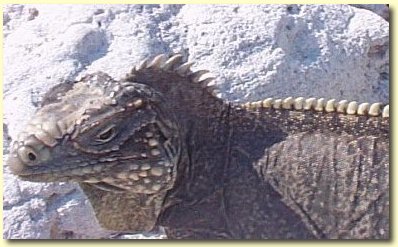 Iguana