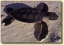 Baby turtle going to the sea