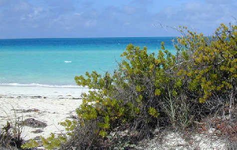 Beach-East-04.jpg 48.40 K