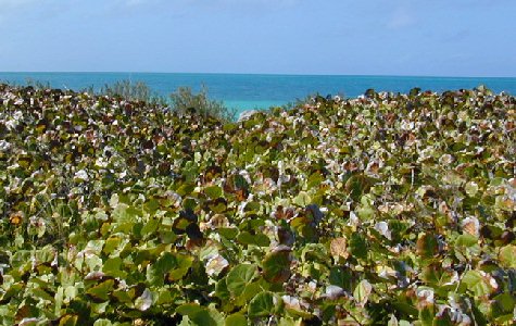 East-CSM-13.jpg 59.20 K