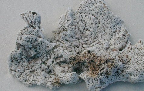 Fauna-01.jpg 54.61 K