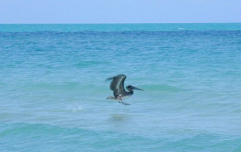 Fauna-02.jpg 20.80 K