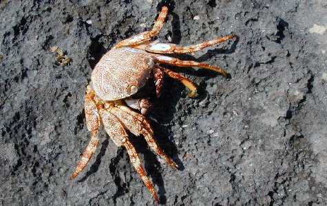 Fauna-03.jpg 68.47 K