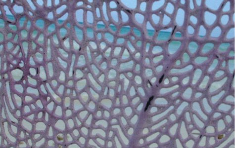 Fauna-04.jpg 37.27 K