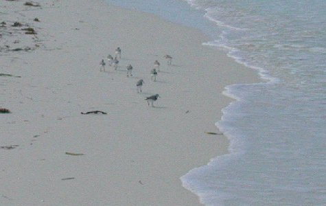 Fauna-05.jpg 23.70 K