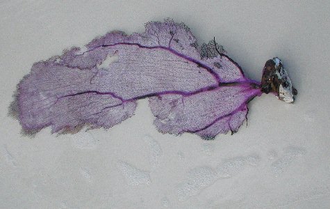 Fauna-07.jpg 33.72 K