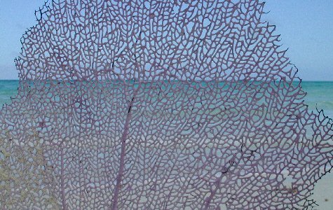 Fauna-08.jpg 62.06 K