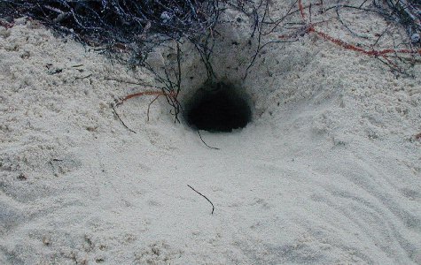 Fauna-10.jpg 51.10 K