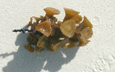 Fauna-11.jpg 47.80 K