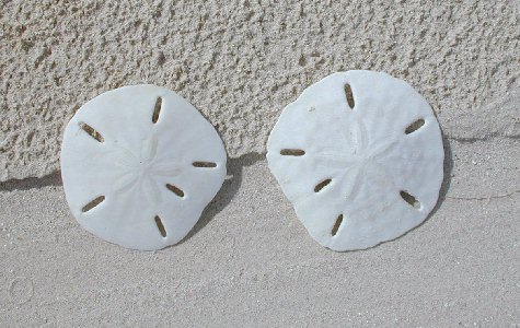 Fauna-12.jpg 48.25 K