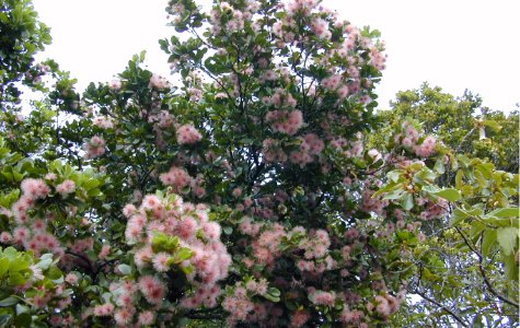 Fauna-13.jpg 23.61 K