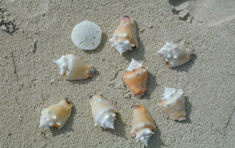 Fauna-14.jpg 60.84 K