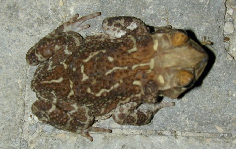 Fauna-15.jpg 44.03 K