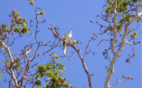 Fauna-16.jpg 41.39 K