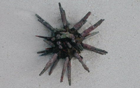 Fauna-18.jpg 31.34 K