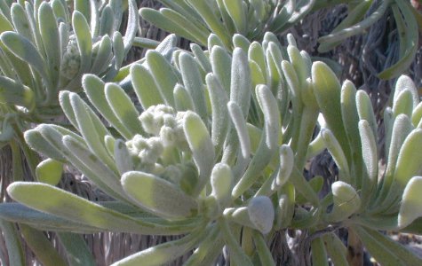 Flora-01.jpg 38.66 K