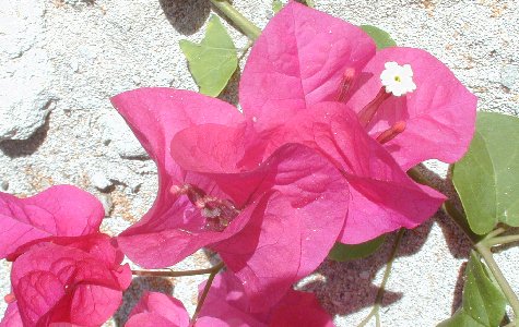 Flora-02.jpg 50.45 K