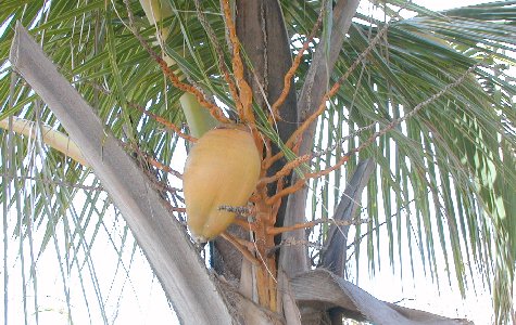 Flora-03.jpg 59.08 K