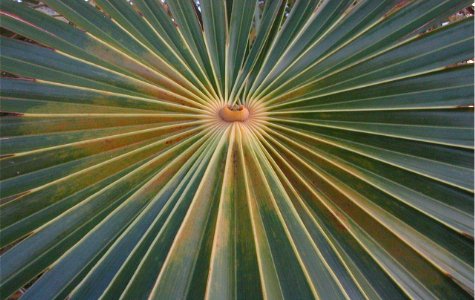 Flora-06.jpg 42.41 K