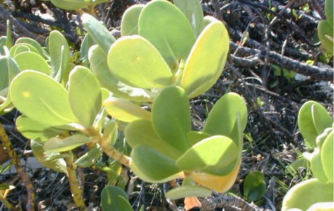 Flora-07.jpg 45.80 K