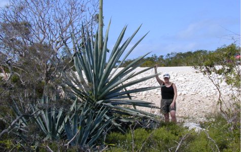 Flora-08.jpg 51.73 K