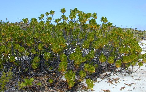 Flora-09.jpg 62.30 K