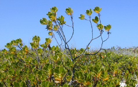 Flora-10.jpg 51.19 K