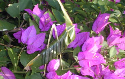 Flora-11.jpg 43.31 K