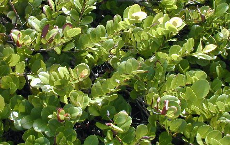 Flora-15.jpg 64.35 K