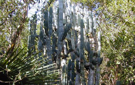 Ligus-06.jpg 83.41 K