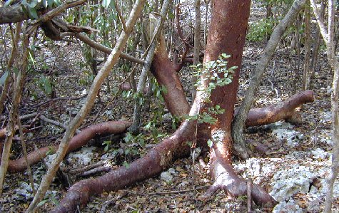 Ligus-07.jpg 74.66 K