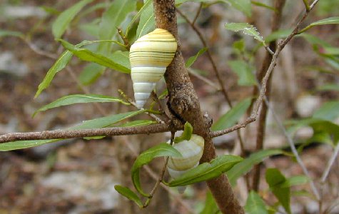 Ligus-08.jpg 34.23 K