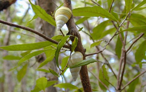 Ligus-09.jpg 37.82 K