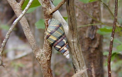 Ligus-10.jpg 34.58 K