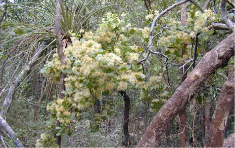 Ligus-11.jpg 34.17 K