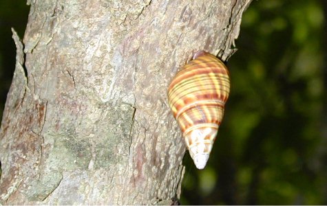 Ligus-12.jpg 29.34 K