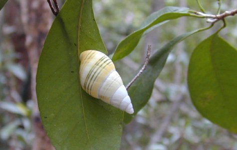 Ligus-13.jpg 57.43 K