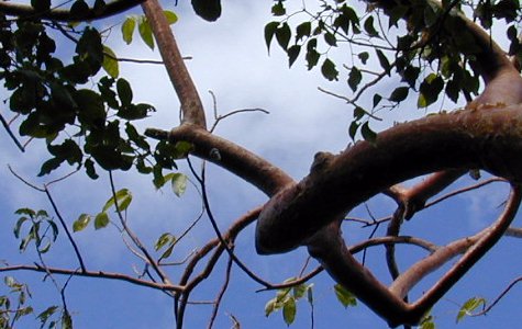 Ligus-14.jpg 43.93 K