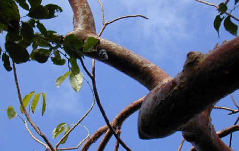 Ligus-15.jpg 34.14 K