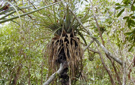 Ligus-16.jpg 82.61 K