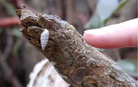 Ligus-17.jpg 77.20 K