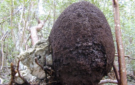 Ligus-18.jpg 63.98 K