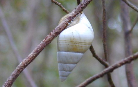 Ligus-19.jpg 77.43 K