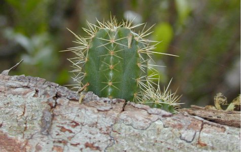 Ligus-21.jpg 37.88 K