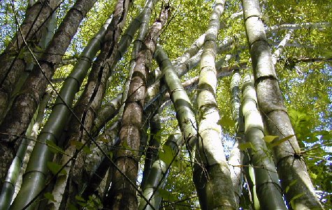 RamboTour-12.jpg 69.91 K