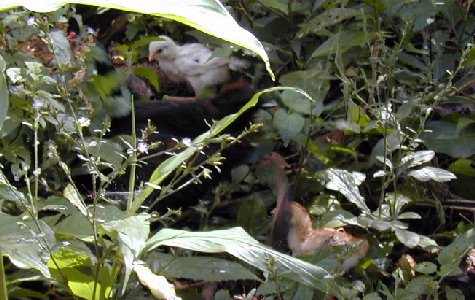 RamboTour-22.jpg 52.48 K